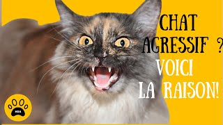 Pourquoi mon chat est agressif avec moi 👉 Voici la Raison [upl. by Ellatnahc]