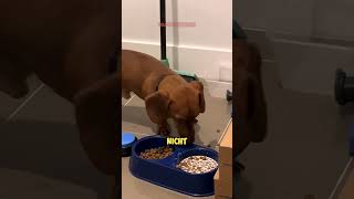 Hund überlistet Besitzer mit SCHOCKIERENDEN Futtertrick 🐶❤️🥣 [upl. by Noryb893]