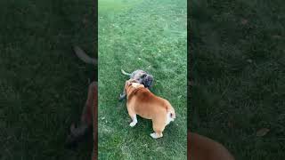 How an English bulldog plays with his brother bulldog [upl. by Noelc]