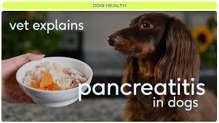 Pancreatitis in Dogs What to Know amp Home Remedies [upl. by Lareneg]