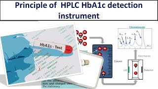 Detection principle of HPLC HbA1c analyzer Important of HbA1c testsFormation of HbA1c HPLC [upl. by Mercado529]