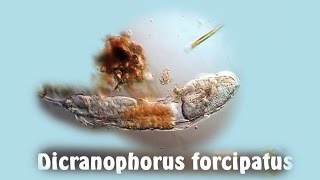 Dicranophorus forcipatus [upl. by Pierette]