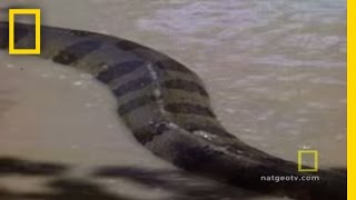 Anaconda Attacks  National Geographic [upl. by Gnirol]