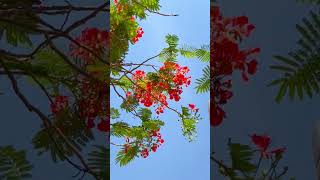 FLAME TREE WITH BIRD NEST [upl. by Kerrie]