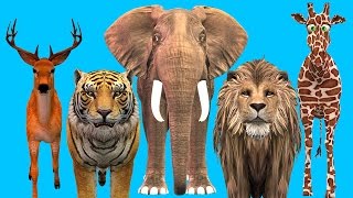 Animals Cartoons Animals Finger Family Nursery Rhymes  Finger Family Songs For Children [upl. by Jehius344]