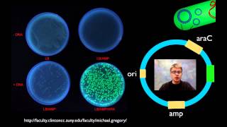 AP Biology Lab 6 Molecular Biology [upl. by Risay516]