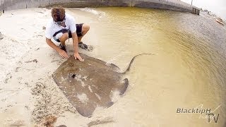 Huge Southern Stingray [upl. by Ingold42]