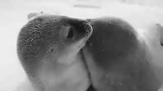 weddell seals captioned [upl. by Navi]