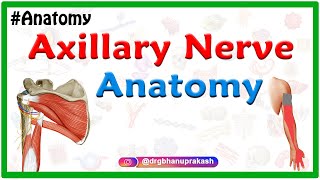 Axillary nerve Anatomy  Origin Course Branches innervation  Usmle Step 1 Anatomy [upl. by Avik]