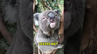 The SHOCKING Truth About Koala Brains wildlife koala animals [upl. by Steward]