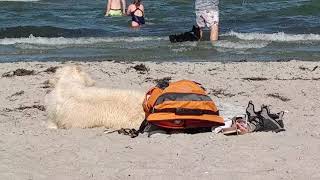 Ostsee HundestrandTipps  Scharbeutz  Haffkrug mit Hund [upl. by Sisson]