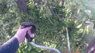 Stihl FS 490 c em gopro pov mowing [upl. by Elbon]