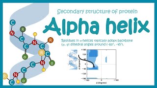 Beta turn  secondary structure of protein [upl. by Myna399]