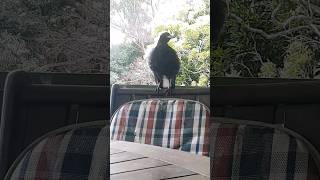 Australian Magpie Singing and chilling out 🇦🇺 [upl. by Ttoille]