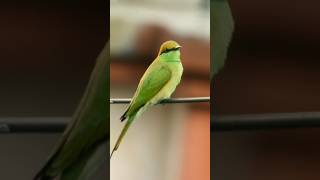 Call of Greenbee eater🤩💞near our window🤗pls subscribe🙏 [upl. by Sherie]