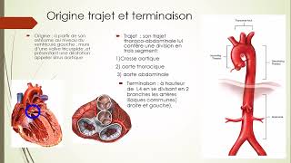 Aorte et Artere pulmonaire 1 [upl. by Crandale]