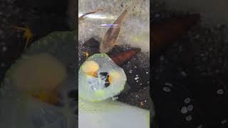 Rabbit snails Shrimp Otocinclus Corydoras and even Guppy eating cucumber [upl. by Vachil]