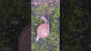 Garden Snail l Snails around us [upl. by Coleville]