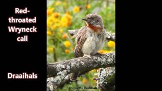 Red throated Wryneck call [upl. by Bertina863]