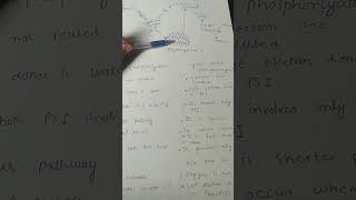 Comparison of cyclic and non cyclic photophosphorylation mdcatnotesforyou [upl. by Anirtep328]