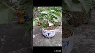 Syngonium Podophyllum 🌿 Arrowhead Plant 🌱 Air purifier 🍃 shorts garden printing craft new [upl. by Haggi564]