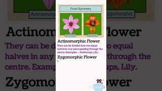 Actinomorphic flower Zygomorphic flower  Floral symmetry  NEET [upl. by Ariday]