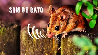 Som de Rato  Brown Rat Squeaking  Rattus Norvegicus [upl. by Fraase]