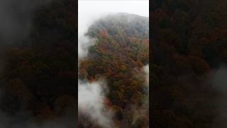 The forest the deepness nature november2024 november dji djimini2 dronevideo [upl. by Combs44]