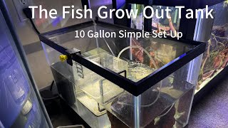 10 Gallon Fry Tank Three fish growing out Mega Clown Plecos Balzanii and Bimaculata [upl. by Liagaba]