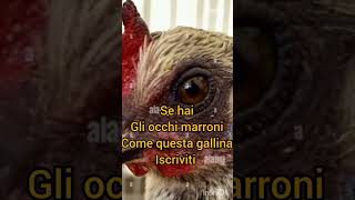 Iscriviti se hai gli occhi marronigallina [upl. by Annoiek]