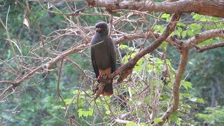 Pantanal  Brazil Birds and Wildlife [upl. by Meehsar156]