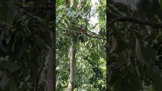 Beautiful Birdlong tailed minivet bird nature rishikesh [upl. by Adierf]