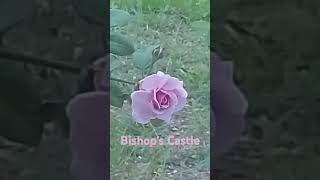 Bishops castle cikgushmy roseflower perfume fragrance iloveyou [upl. by Aihtennek]