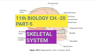 Class 11 BiologyCh20 Part5Skeletal systemStudy with Farru [upl. by Rotkiv]