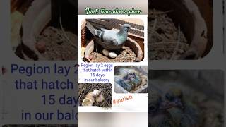 Pegion lay eggs at our balcony babybirds surprisemoments surpriseeggs 😉 aarish babywithspecs [upl. by Oijimer178]