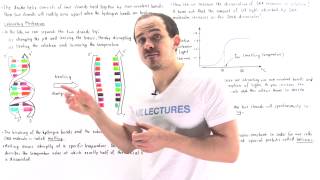 DNA Melting and Annealing [upl. by Mclaurin]