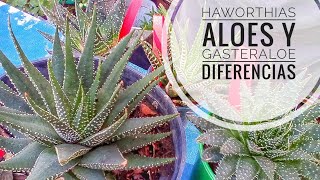 Haworthia aloe y gasteraloe cómo diferenciarlas correctamente [upl. by Popper]