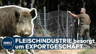 Afrikanische SCHWEINEPEST Fleischwirtschaft bangt um globales Exportgeschäft [upl. by Anastasia4]