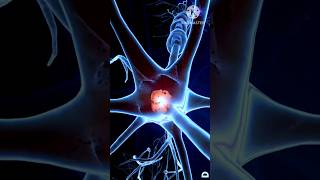 Neurone synapses in our brain viralshort trendingshorts medicalstudent youtubeshorts trend [upl. by Judas]