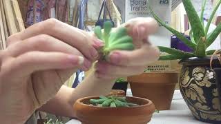 Pruning Etiolated Succulents  Leaf And Stem Propogation [upl. by Lashar]