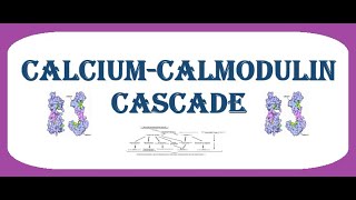 CalciumCalmodulin Cascade [upl. by Akkinahs]