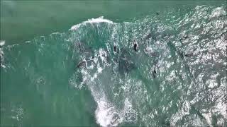 Humpback Whales amp Dolphins 270924 [upl. by Wilow]