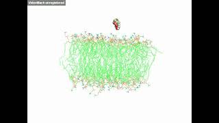 Steered Molecular Dynamic SMD Simulation amp Drug Permeability [upl. by Neyugn412]