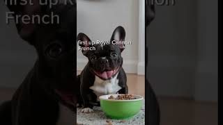 petshorts doglovers pets French bulldog food bulldog [upl. by Anastasio]