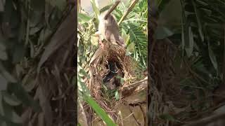 What is Egg of Bird in Nest AP029 Feedigbirds nature shortvideo viralvideo birds farming [upl. by Cirnek]