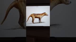 thylacine or Tasmania tiger sound and photos 🐅🐅 [upl. by Kucik]