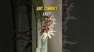 Zombie Ants The MindControlling Fungus [upl. by Leirud578]