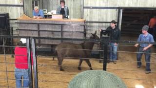 Shipshewana Horse Auction 111816 Part 1 [upl. by Ariadne]