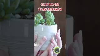 cuidado de la planta panda [upl. by Oelgnaed]