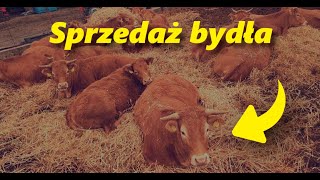 Bydło opasowe Sprzedaż bydła Jaka cena [upl. by Herrera]